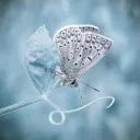 Chrysalis of Comfort ❄