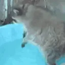 Vermin Kingdom