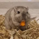 The Rodent Room