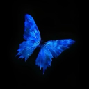 ⑅　　 ۫　　 butterflies    ୨୧ Discord server icon