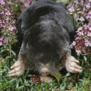 Mole Land