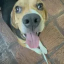 fans del batido de banana Discord Server Icon