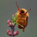 Chaotic's Artistic Bug Collection