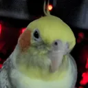 アビャクの配信部屋