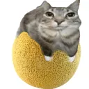 gato melon studio