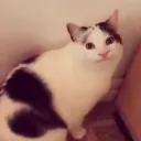 プロセカ固定メンバー