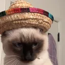 Kai's Kittens