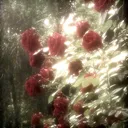 Rose Garden