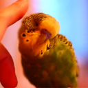 Birds Kingdom