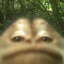 monkes rulez