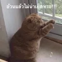 นัวHee นัวdick