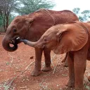 Orphaned Elephants Project