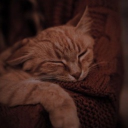 Panda's Cat~Cafe ♪