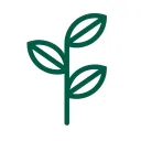 Sapling