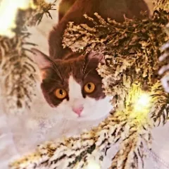 Liz's funeral home Icon