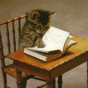 Study Kitties