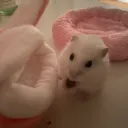 hfl - hamsters for life's icon