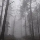 Blindwood Forest