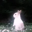 Moonlight Bunnies