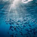 ocean du requin