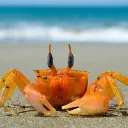 крабовый забор