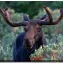 Moose Den