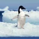 ❄ Cidade dos Pinguins ☕