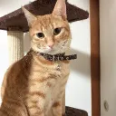 ポケモンチャンピオンズ鯖