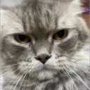 Fluffy | Guild tag banner