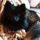 KitsuneNocturnal