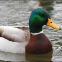 TubbyMcFatduck's Pond