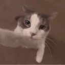  show Discord Server Icon