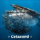 🐬🐳🐋 ✧ Cetacord ✧ 🐋🐳🐬