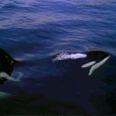 🫍🐬 ✧ Cetacord ✧ 🐋🐳
