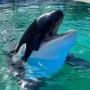 🫍🐬 ✧ Cetacord ✧ 🐋🐳