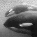 🫍🐬 ✧ Cetacord ✧ 🐋🐳