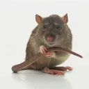 aLabTheRat's Discord