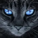 CatZeyeS