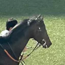 音MAD界隈競馬鯖