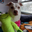 dog mom life Server Icon