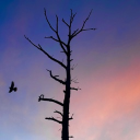 rickets Discord server icon