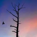 rickets Discord Server Icon