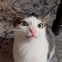 Discovery icon for mtf Discord server