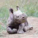 Ride the Ryno