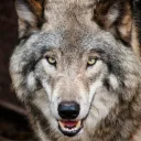 LoneWolf's server