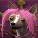 chihuahua cult