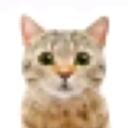 boricat Discord Server Icon