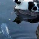 kitties !! ⊹ ࣪˖ 𓂅 Discord Server Icon