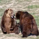 The Grizzly Pack