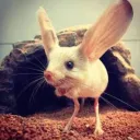aninhaland